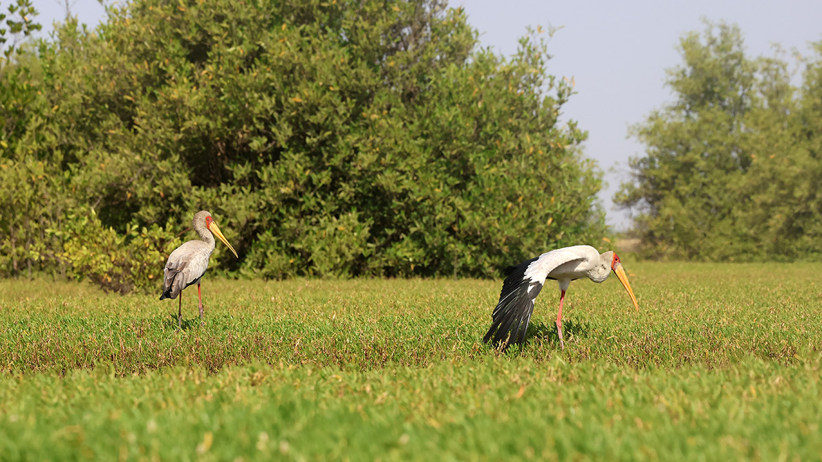 Yellow-billed Stork